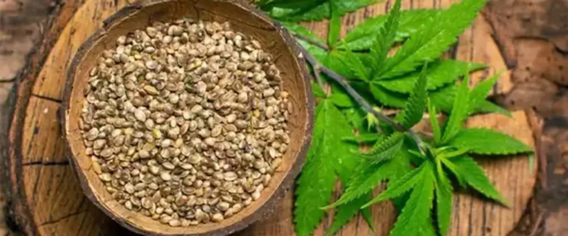 The Benefits of Eating Raw Hemp Leaves