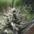 What is HHC Weed and What Are Its Benefits?